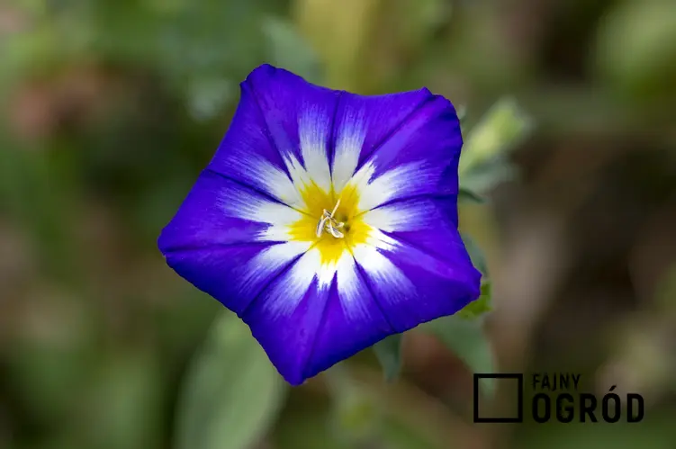 Kwiat powój trójbarwny Convolvulus tricolor i zbliżenie na kwiat, a także jego uprawa i wymagania