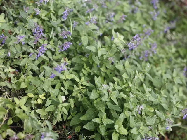 Kocimiętka Faassena: opis i pielęgnacja