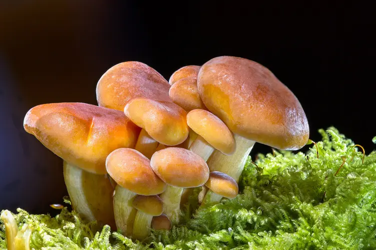Jak zacząć uprawę grzybów jadalnych w ogrodzie i zbierać obfite plony?