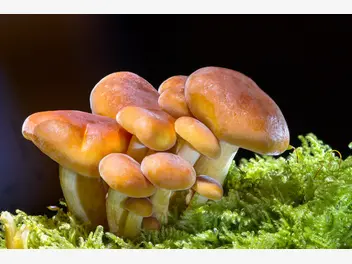 Ilustracja artykułu jak zacząć uprawę grzybów jadalnych w ogrodzie i zbierać obfite plony?