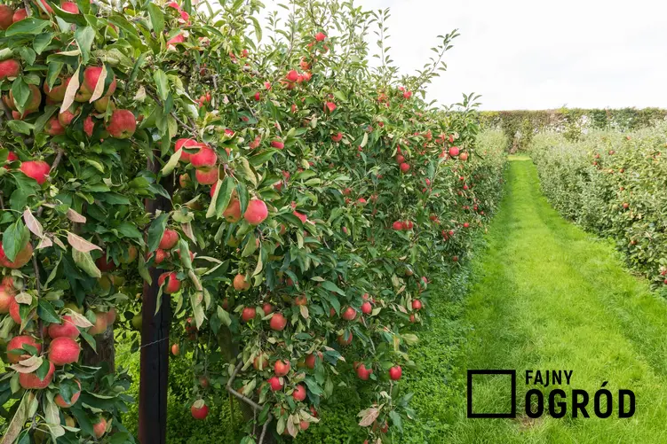 Jabłonie w sadzie z owocami, a także odmiany jabłoni, gatunki i popularne jabłonie w Polsce