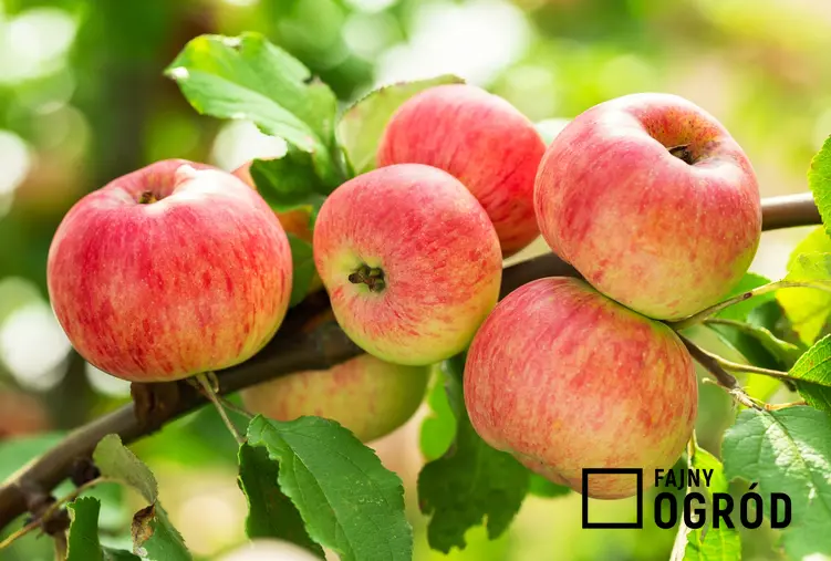 Jabłka na drzewie, a także popularne gatunki i odmiany jabłoni w Polsce