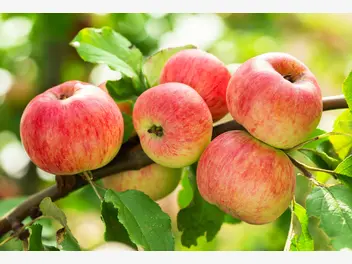 Ilustracja artykułu popularne odmiany jabłoni. zobacz, które gatunki warto wybrać do ogrodu