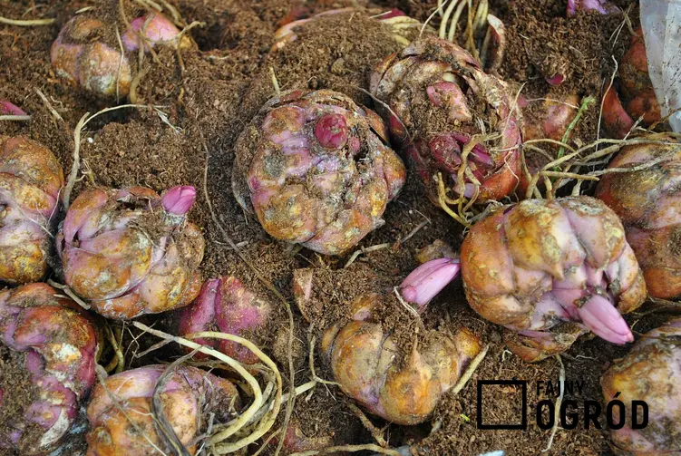 Cebule lilii należy sadzić w specjalnych koszyczkach. Sadzenie cebuli lilii nie jest trudne.