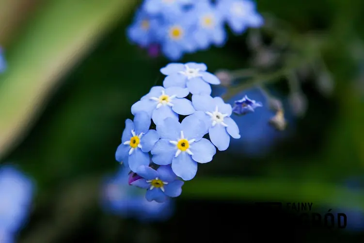 Piękne niebieskie kwiaty niezapominajki alpejskiej są piękne. Odmiany niezapominajki alpejskiej mogą być niebieskie, różowe lub białe.