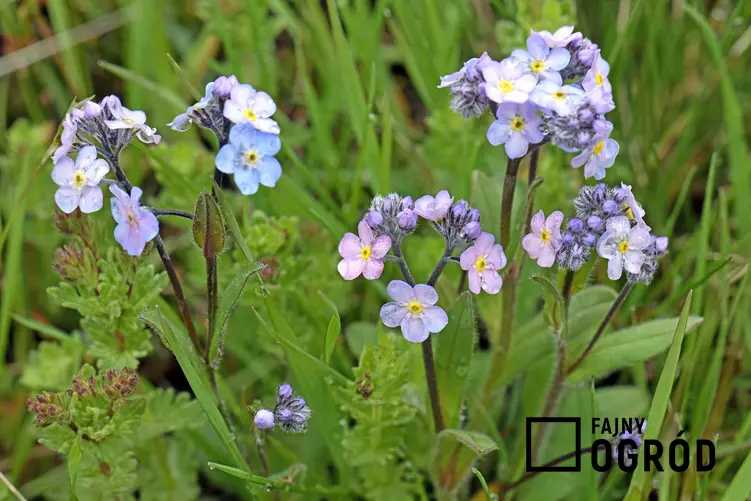 Kwiaty niezapominajki alpejskiej Myosotis alpestris na tle trawy wspaniale wyglądają zwłaszcza wiosną. Stanowisko dla niezapominajki nie powinno być słoneczne.