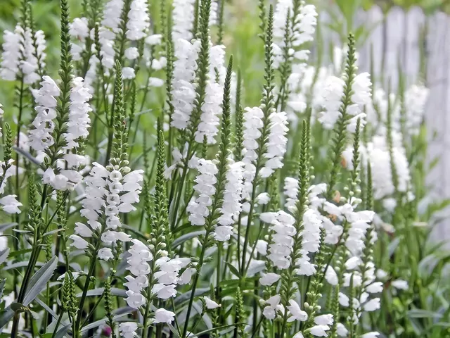 Odętka wirginijska: rodzaje i uprawa