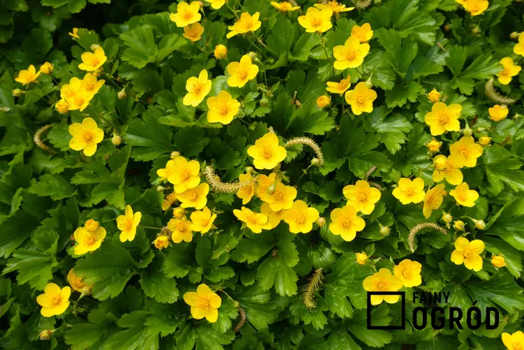 Kwiat bylina pragnia syberyjska, Waldsteinia sibirica w czasie kwitnienia, a także uprawa i pielęgnacja w ogrodzie