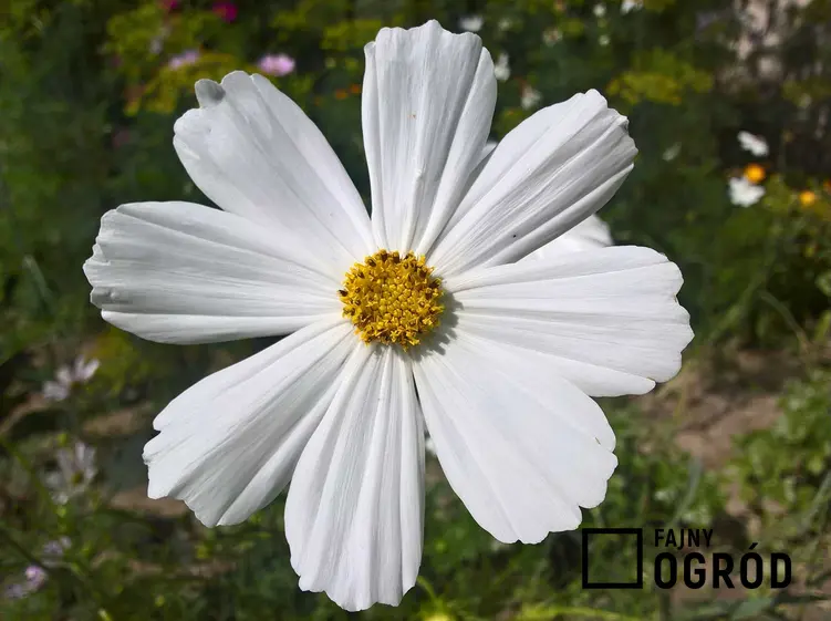 Kosmos podwójnie pierzasty w ogrodzie - piękny, duży kwiat o białych płatkach, a także jego pielęgnacja i uprawa