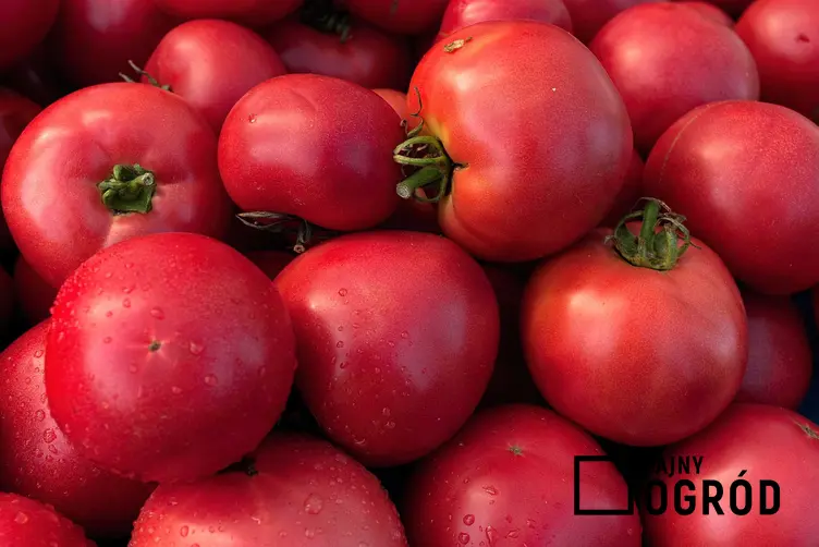 Pomidory malinowe małej odmiany na stosiku, a także informacje o uprawie i pielęgnacja, odmiany, smak, sadzenie, sadzonki