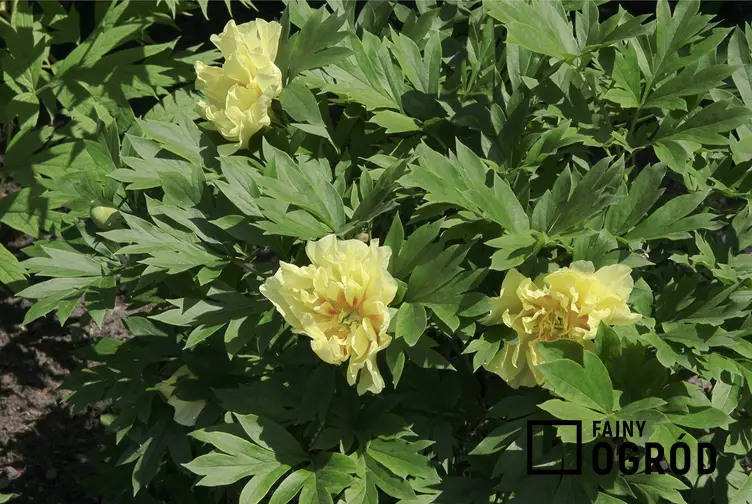 Piwonia japońska o jasnożółtych kwiatach w ogrodzie, a także opis, wymagania, uprawa, pielęgnacja, zastosowanie