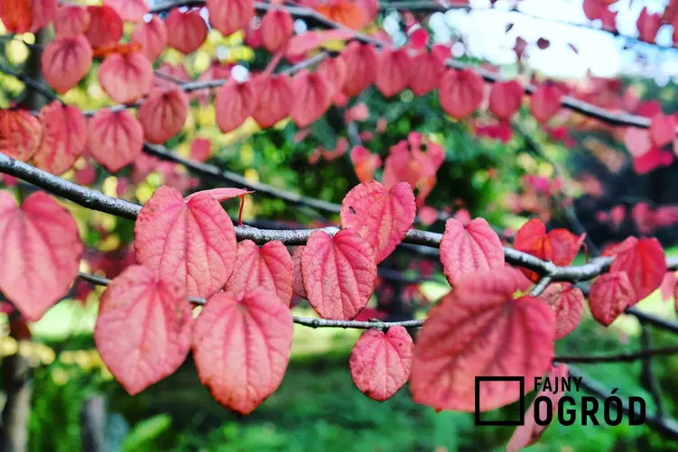 Grujecznik japoński o czerwonych liściach, a także wymagania, zastosowanie, opis, sadzenie i pielęgnacja