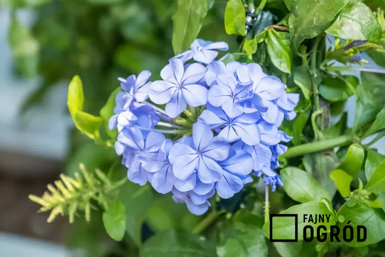 Ołownik uszkowaty o niebieskich kwiatach w ogrodzie, a także opis, wymagania, pielęgnacja i porady ogrodnicze