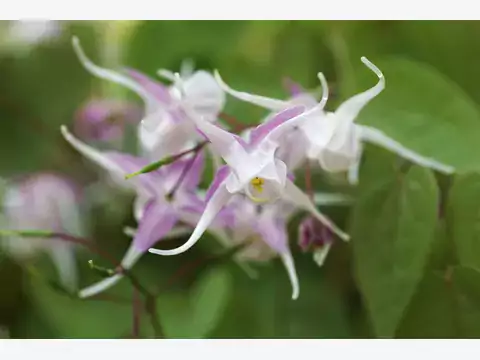 Epimedium wielkokwiatowe: wymagania i uprawa