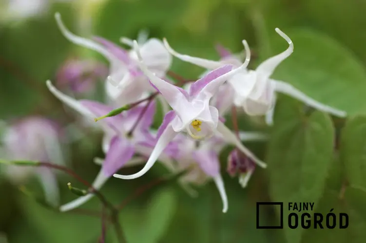 Kwiaty epimedium wielkokwiatowego Epimediu grandiflorum rosnącego w ogrodzie, a także zastosowanie, sadzenie i wymagania