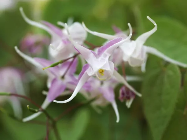 Epimedium wielkokwiatowe: wymagania i uprawa