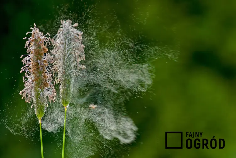 Pylące rośliny, a także najważniejsze informacje dla alergików i co aktualnie pyli w danym momencie