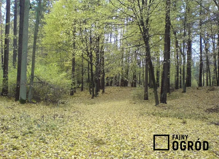 Las i drzewa jesienią, a także informacje o losach i stanie drzew w Polsce