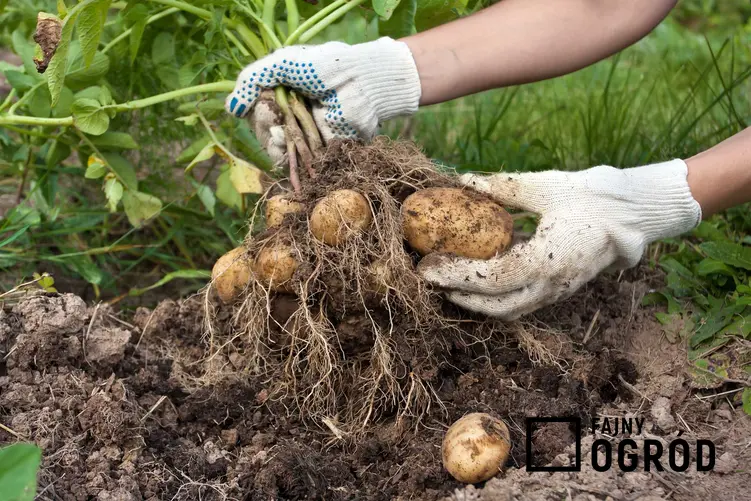 Zbiór ziemniaków Lord z ogrodu, a także informacje o odmianie - charakterystyka, wymagania i pielęgnacja krok po kroku