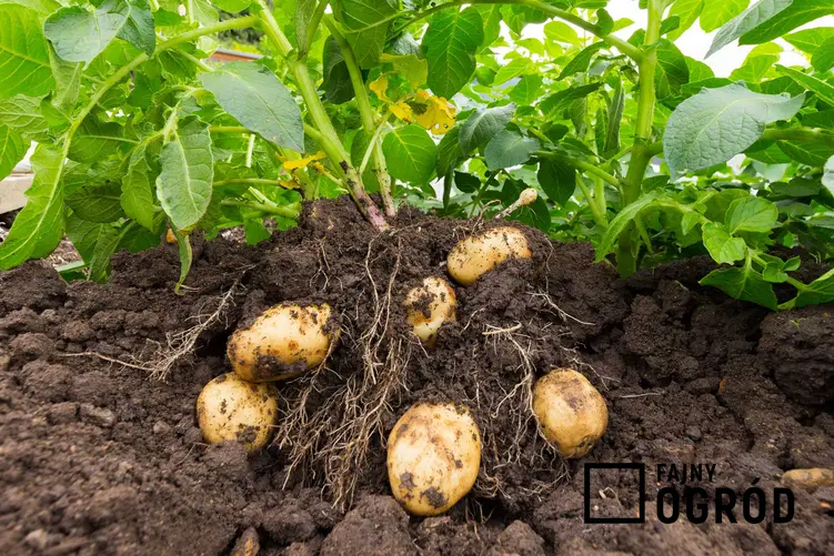 Ziemniaki mączyste w ziemi w czasie zbioru, a także odmiany mączyste, uprawa, zastosowanie, porady i pielęgnacja w ogrodzie