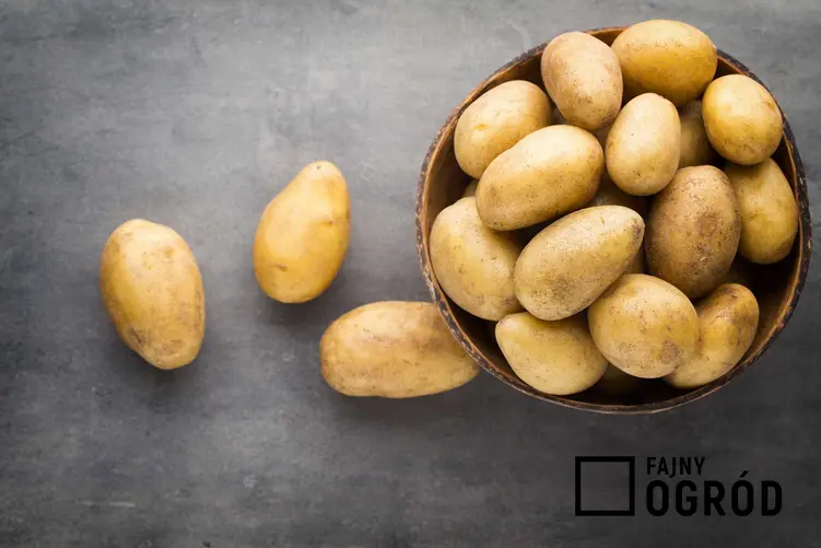 Ziemniaki mączyste w misce na ciemnym stole, a także odmiany, uprawa, zastosowanie i pielęgnacja krok po kroku