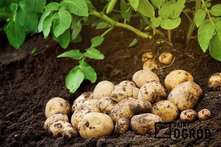 Ziemniaki Jelly w ogrodzie pod krzewem ziemniaków w czasie zbiorów, a także informacje o ziemniakach Jelly, czyli uprawa, zastosowanie i opis