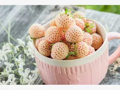 Pineberry - odmiany, uprawa, rozmnażanie