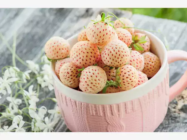 Pineberry - odmiany, uprawa, rozmnażanie