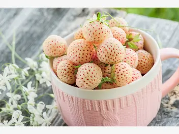 Ilustracja artykułu pineberry (białe truskawki) - odmiany, sadzenie, uprawa, rozmnażanie