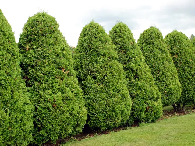Ozdobne tuje - odmiany i pielęgnacja