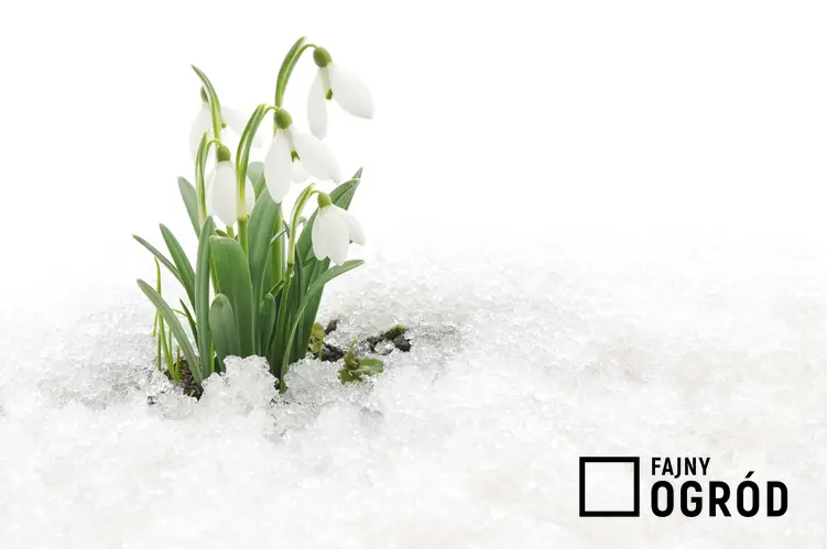 Przebiśniegi w ogrodzie wyrastające spod śniegu, a także inne rośliny, które są pod ochroną w Polsce, a także opis i nazwy