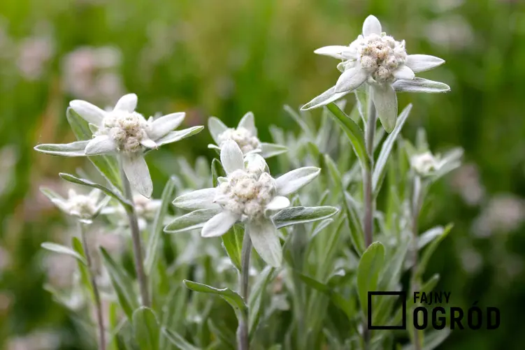 Szarotka alpejska to jedna z roślin, które są pod ścisłą ochroną, a także lista kwiatów pod ochroną w Polsce, wraz z opisem