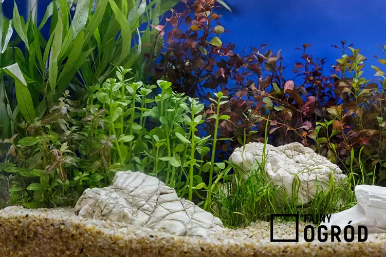 Akwarium roślinne z roślinami i kamieniami, a także wymagania, rośliny, zastosowanie, wykonanie i jak zrobić akwarium roślinne