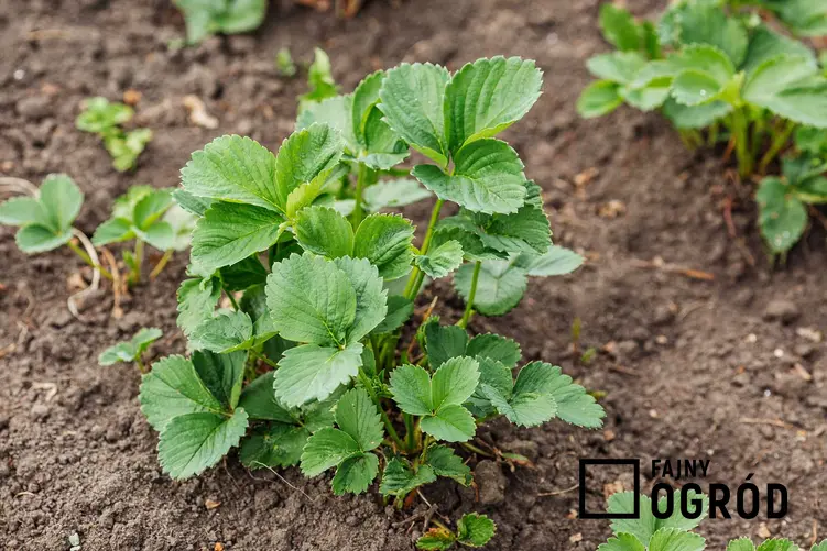 Sadzonka truskawek w ogrodzie na grządce, a także informacje o tym, kiedy sadzić truskawki krok po kroku, zastosowanie i najlepsze sposoby