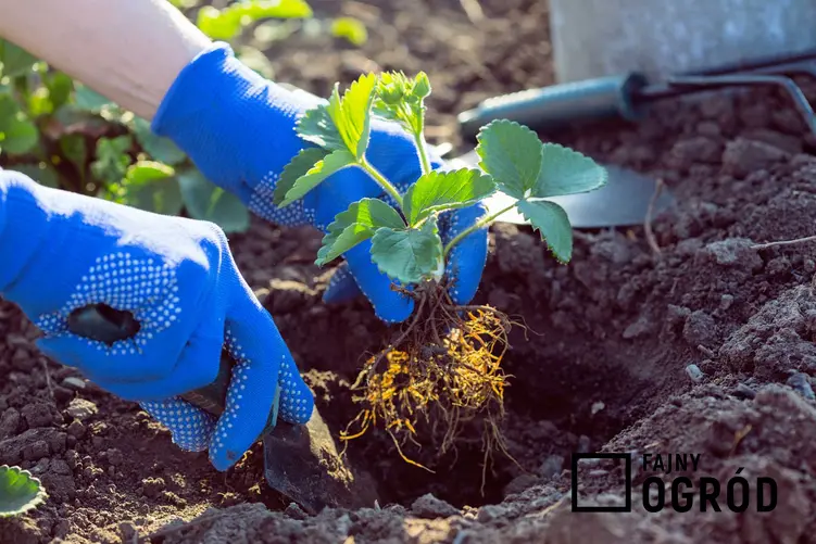 Sadzenie truskawek w ogrodzie na grządce, a także informacje o tym, kiedy sadzić truskawki i metody sadzenia sadzonek w podłożu.