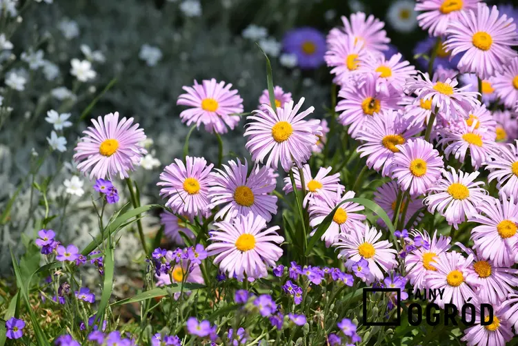 Aster, czyli inaczej marcinek w jesiennym ogrodzie, a także 12 wyjątkowych kwiatów ogrodowych wieloletnich i bylin