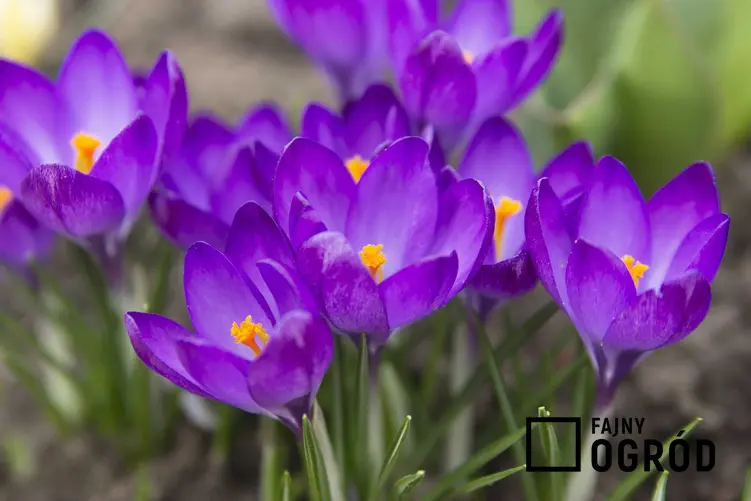 Fioletowe krokusy, czyli jedne z pierwszych kwiatów wiosennych w ogrodzie, a także inne 12 wyjątkowych ogrodowych wieloletnich kwiatów i bylin