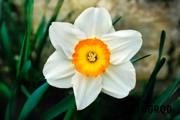 Narcyz o białym kwiatku w wiosennym ogrodzie, a także 12 wyjątkowych kwiatów ogrodowych wieloletnich krok po kroku