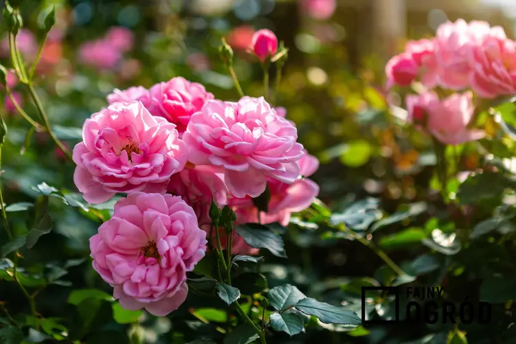 Róże bukietowe o różowych kwiatach rosnące w ogrodzie, a także inne 12 wyjątkowych kwiatów ogrodowych wieloletnich