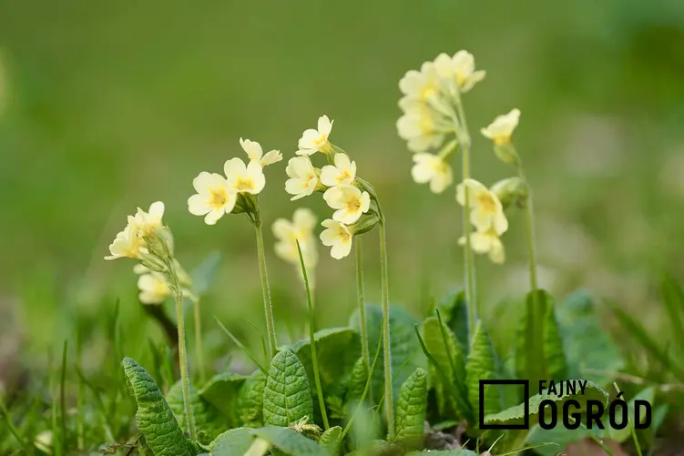 Pierwiosnek o żółtych kwiatach, a także 8 najbardziej wyczekiwanych roślin kwitnących wiosną