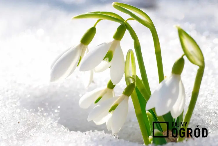 Śnieżyczka przebiśnieg na tle śniegu, a także informacje o roślinie i 8 najbardziej wyczekiwanych roślin wiosennych