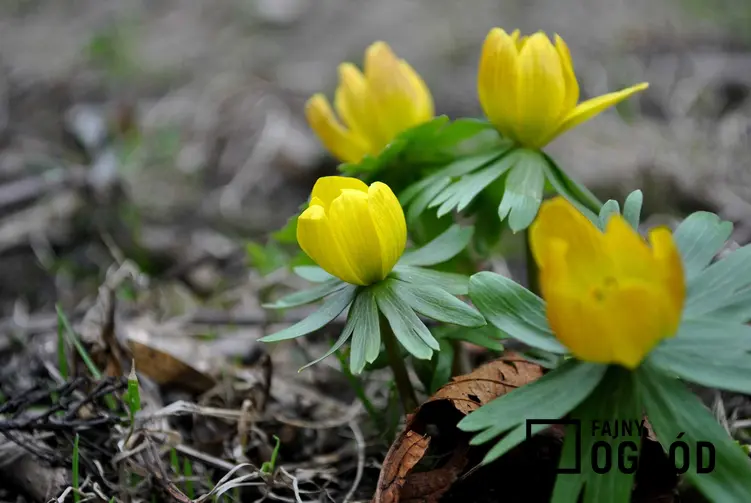 Rannik zimowy o żółtych kwiatach, a także TOP8 najbardziej wyczekiwanych roślin wiosennych w Polsce