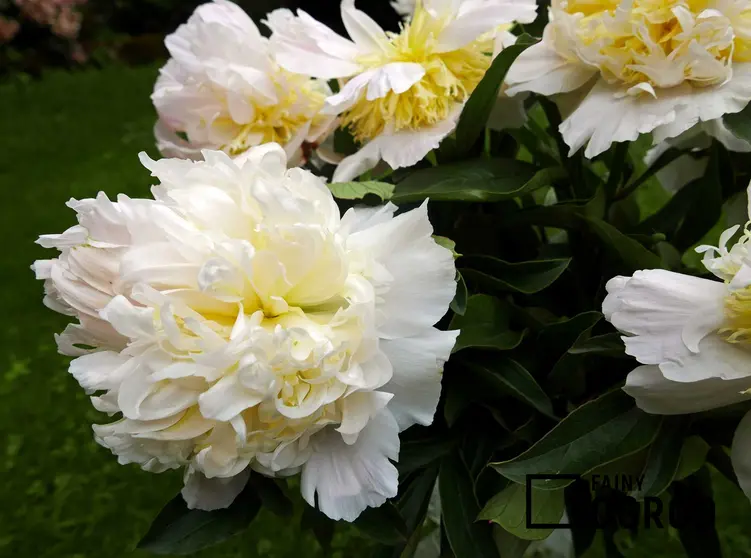 Kwiat peonia w białym kolorze rosnący w ogrodzie, a także opis odmiany, uprawa, pielęgnacja i wymagania oraz stanowisko