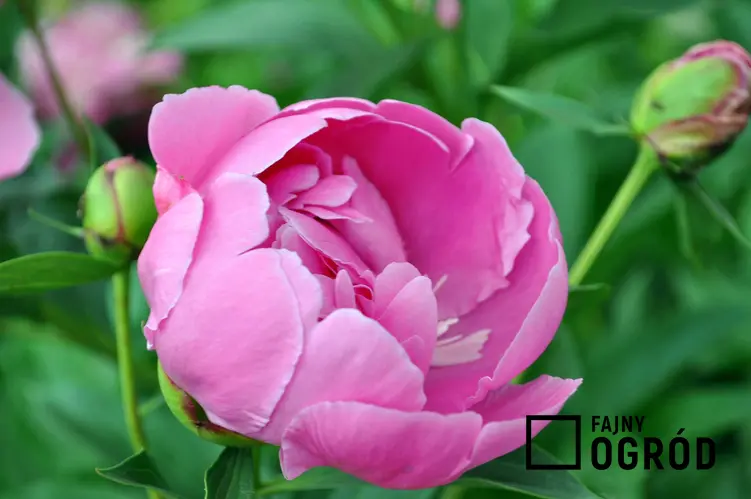 Duży różowy kwiat peonii rosnącej w ogrodzie, a także opis rośliny, wymagania, uprawa oraz rozmnażanie piwonii