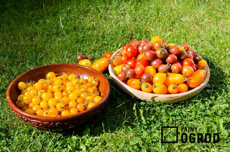 Żółte pomidory koktajlowe w misce leżącej na trawie, a także informacje o uprawie i pielęgnacji żółtych pomidorów