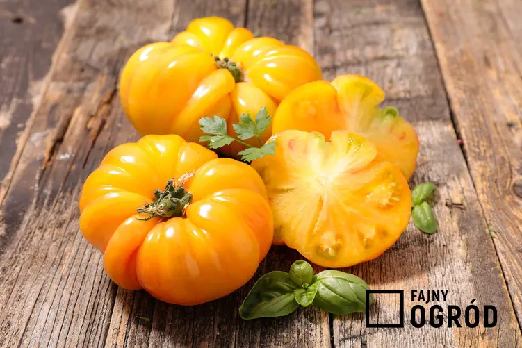 Duże żółte pomidory na stole z drewna, a takze informacje o odmianach żółtych pomidorów, uprawa i pielęgnacja odmian krok po kroku