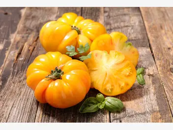 Ilustracja artykułu żółte pomidory - odmiany, uprawa, pielęgnacja, porady praktyczne