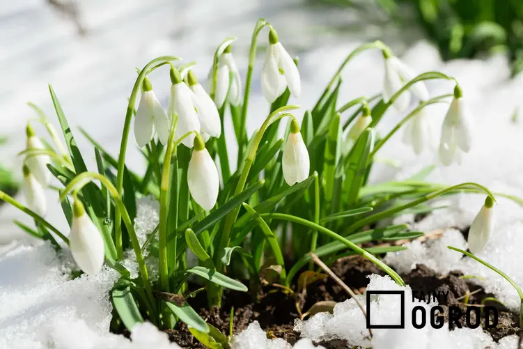 Przebiśnieg śnieżyczka rosnąca w ogrodzie, a także inne rośliny chronione w Polsce, czyli lista gatunków objętych ochroną całkowitą lub częściową w Polsce