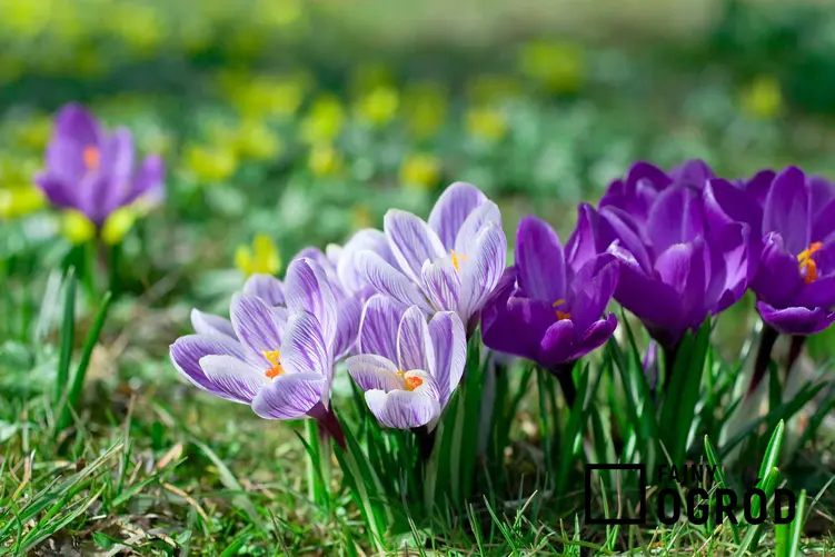 Fioletowe krokusy w ogrodzie, a takze 8 najbardziej lubianych kwiatów wiosennych i roślin kwitnących wiosną w Polsce