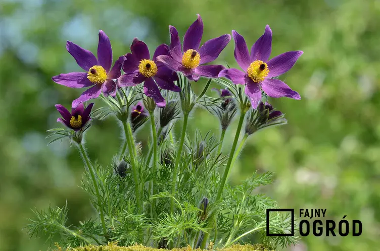 Pierwiosnki w ogrodzie o fioletowych kwiatach, a także TOP8 najlepszych roślin kwitnących wiosną w Polsce i najbardziej lubiane kwiaty wiosenne